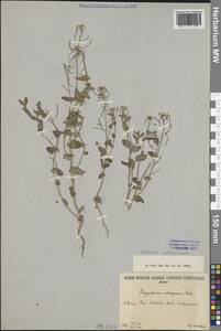 Эвтрема солонцовая (Pall.) Al-Shehbaz & Warwick, Сибирь, Прибайкалье и Забайкалье (S4) (Россия)