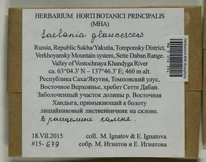 Saelania glaucescens (Hedw.) Broth., Гербарий мохообразных, Мхи - Якутия (B19) (Россия)