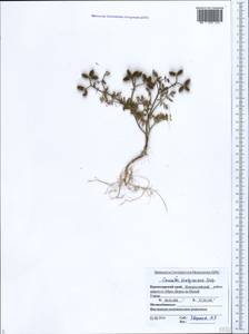 Прицепник широкоплодный L., Кавказ, Черноморское побережье (от Новороссийска до Адлера) (K3) (Россия)