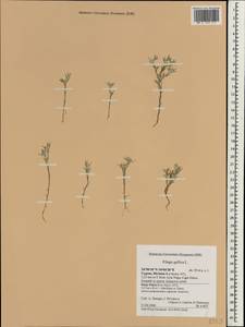 Logfia gallica (L.) Dumort., Зарубежная Азия (ASIA) (Кипр)