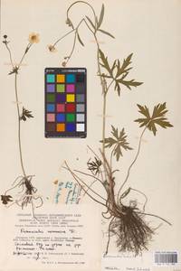 Лютик едкий L., Восточная Европа, Литва (E2a) (Литва)