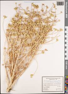 Dichoropetalum paucijugum (DC.) Pimenov & Kljuykov, Зарубежная Азия (ASIA) (Иран)