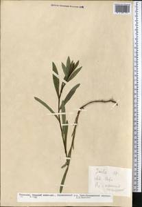Pentanema asperum (Poir.) G.V.Boiko & Korniy., Средняя Азия и Казахстан, Копетдаг, Бадхыз, Малый и Большой Балхан (M1) (Туркмения)