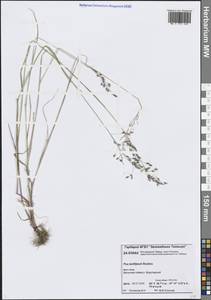 Мятлик Танфильева Roshev., Сибирь, Центральная Сибирь (S3) (Россия)