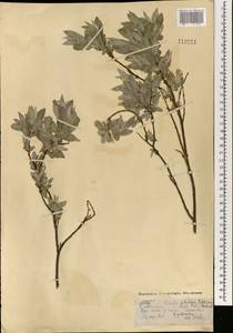 Ива розмаринолистная L., Монголия (MONG) (Монголия)