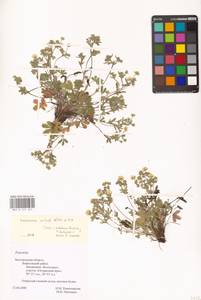Лапчатка оттопырено-пушистая, Лапчатка поникшая Waldst. & Kit., Восточная Европа, Центральный лесостепной район (E6) (Россия)