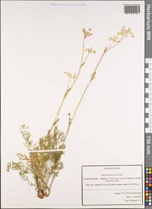 Конский фенхель Ледебура (G.Don) J.H.Xue, Chepinoga & K.P.Ma, Сибирь, Алтай и Саяны (S2) (Россия)