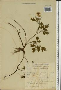 Лютик ползучий L., Восточная Европа, Белоруссия (E3a) (Белоруссия)