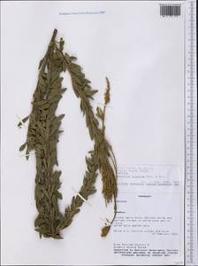 Desmodium cuneatum Hook. & Arn., Америка (AMER) (Парагвай)