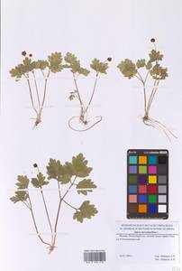 Адокса мускусная L., Восточная Европа, Московская область и Москва (E4a) (Россия)