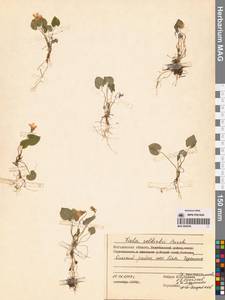 Фиалка Селькирка Pursh ex Goldie, Сибирь, Чукотка и Камчатка (S7) (Россия)