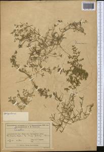 Торичник, Средняя Азия и Казахстан, Муюнкумы, Прибалхашье и Бетпак-Дала (M9) (Казахстан)