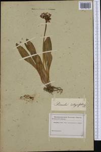 Primula integrifolia L., Западная Европа (EUR) (Неизвестно)