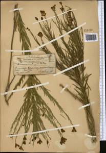 Льнянка Попова Kuprian., Средняя Азия и Казахстан, Западный Тянь-Шань и Каратау (M3) (Казахстан)