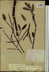 Ива Сапожникова A.K.Skvortsov, Сибирь, Западный (Казахстанский) Алтай (S2a) (Казахстан)