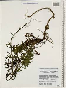 Lactuca viminea subsp. viminea, Кавказ, Краснодарский край и Адыгея (K1a) (Россия)