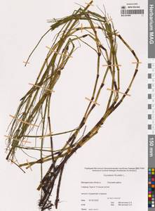Хвощ приречный, Хвощ топяной L., Сибирь, Чукотка и Камчатка (S7) (Россия)