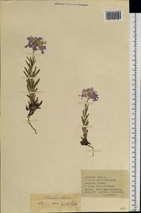 Клаусия солнцепечная (Stephan ex Willd.) Korn.-Trotzky, Сибирь, Прибайкалье и Забайкалье (S4) (Россия)