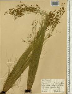 Камыш, Африка (AFR) (Эфиопия)