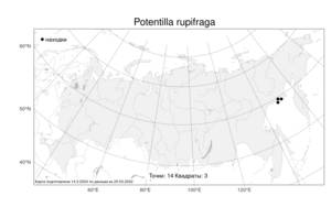 Potentilla rupifraga, Лапчатка скальноломная A. P. Khokhr., Атлас флоры России (FLORUS) (Россия)