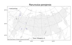 Ranunculus ponojensis, Лютик понойский (Markl.) Ericsson, Атлас флоры России (FLORUS) (Россия)