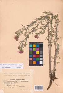 Centaurea arenaria × borysthenica, Восточная Европа, Северо-Украинский район (E11) (Украина)