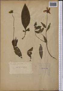 Coreopsis auriculata L., Америка (AMER) (Неизвестно)
