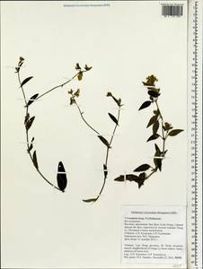 Crotalaria, Зарубежная Азия (ASIA) (Вьетнам)