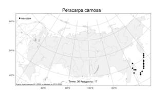 Peracarpa carnosa, Мешкоплодник мясистый (Wall.) Hook.f. & Thomson, Атлас флоры России (FLORUS) (Россия)