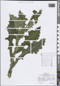 Осот полевой L., Восточная Европа, Средневолжский район (E8) (Россия)