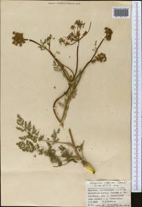 Шренкия влагалищная (Ledeb.) Fisch. & C.A.Mey., Средняя Азия и Казахстан, Северный и Центральный Тянь-Шань (M4) (Киргизия)