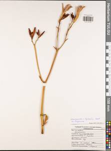 Hemerocallis hybrida, Восточная Европа, Центральный район (E4) (Россия)