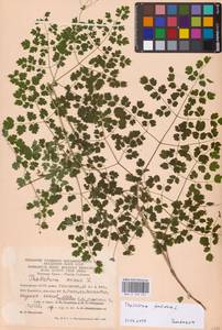 Василисник вонючий L., Восточная Европа, Восточный район (E10) (Россия)