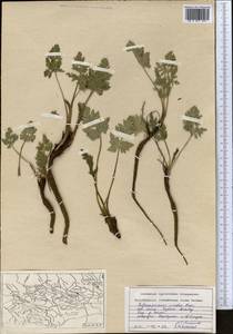 Бороздоплодник простой Rupr., Средняя Азия и Казахстан, Северный и Центральный Тянь-Шань (M4) (Казахстан)