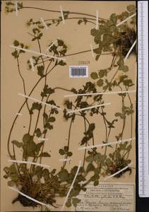 Лапчатка Кранца холодная (C.A.Mey.) Soják, Средняя Азия и Казахстан, Западный Тянь-Шань и Каратау (M3) (Казахстан)