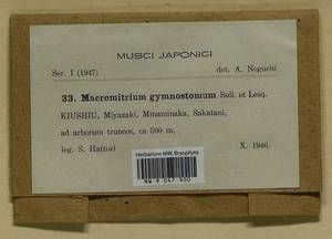 Macromitrium gymnostomum Sull. & Lesq., Гербарий мохообразных, Мхи - Азия (вне границ бывшего СССР) (BAs) (Япония)