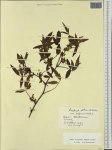 Rubus schmidelioides A. Cunn., Австралия и Океания (AUSTR) (Новая Зеландия)