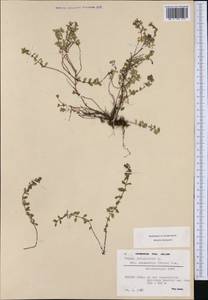 Thymus pulegioides subsp. pulegioides, Западная Европа (EUR) (Швейцария)