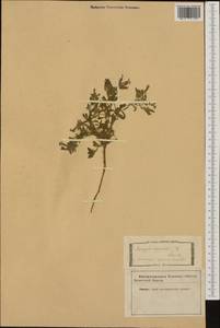 Saponaria ocymoides L., Западная Европа (EUR) (Италия)