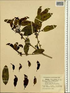 Pittosporum viridiflorum Sims, Африка (AFR) (Эфиопия)