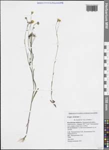 Скерда кровельная L., Восточная Европа, Центральный район (E4) (Россия)