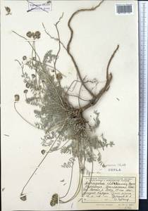 Astragalus alyssoides Lam., Средняя Азия и Казахстан, Копетдаг, Бадхыз, Малый и Большой Балхан (M1) (Туркмения)