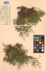Boreoselaginella rossii (Baker) Li Bing Zhang & X. M. Zhou, Сибирь, Дальний Восток (S6) (Россия)