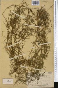 Подмаренник ложный L., Средняя Азия и Казахстан, Северный и Центральный Тянь-Шань (M4) (Казахстан)