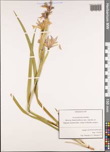 Iris pseudonotha Galushko, Кавказ, Дагестан (K2) (Россия)