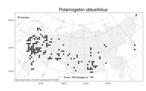 Potamogeton obtusifolius, Рдест туполистный Mert. & W.D.J.Koch, Атлас флоры России (FLORUS) (Россия)