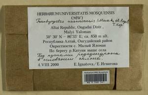 Trachycystis ussuriensis (Regel & Maack) T.J. Kop., Гербарий мохообразных, Мхи - Западная Сибирь (включая Алтай) (B15) (Россия)