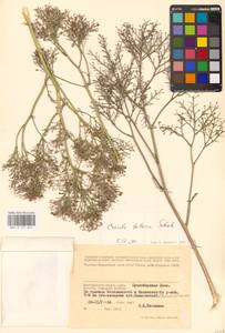 Катран татарский Sebeók, Восточная Европа, Нижневолжский район (E9) (Россия)