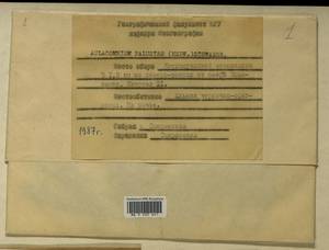 Aulacomnium palustre (Hedw.) Schwägr., Гербарий мохообразных, Мхи - Карелия, Ленинградская и Мурманская области (B4) (Россия)