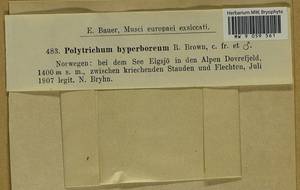 Polytrichum hyperboreum R. Br., Гербарий мохообразных, Мхи - Западная Европа (BEu) (Норвегия)